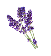 Flower 3