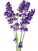 Flower 2