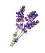 Flower 1